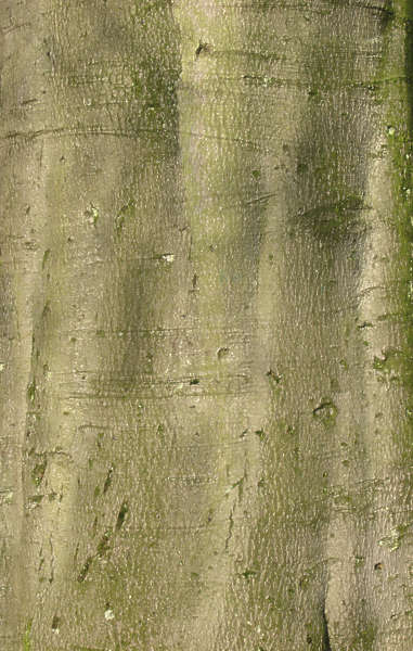 bark wood textures smooth tree deciduous texture